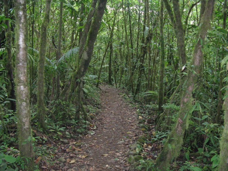 trail path forest
